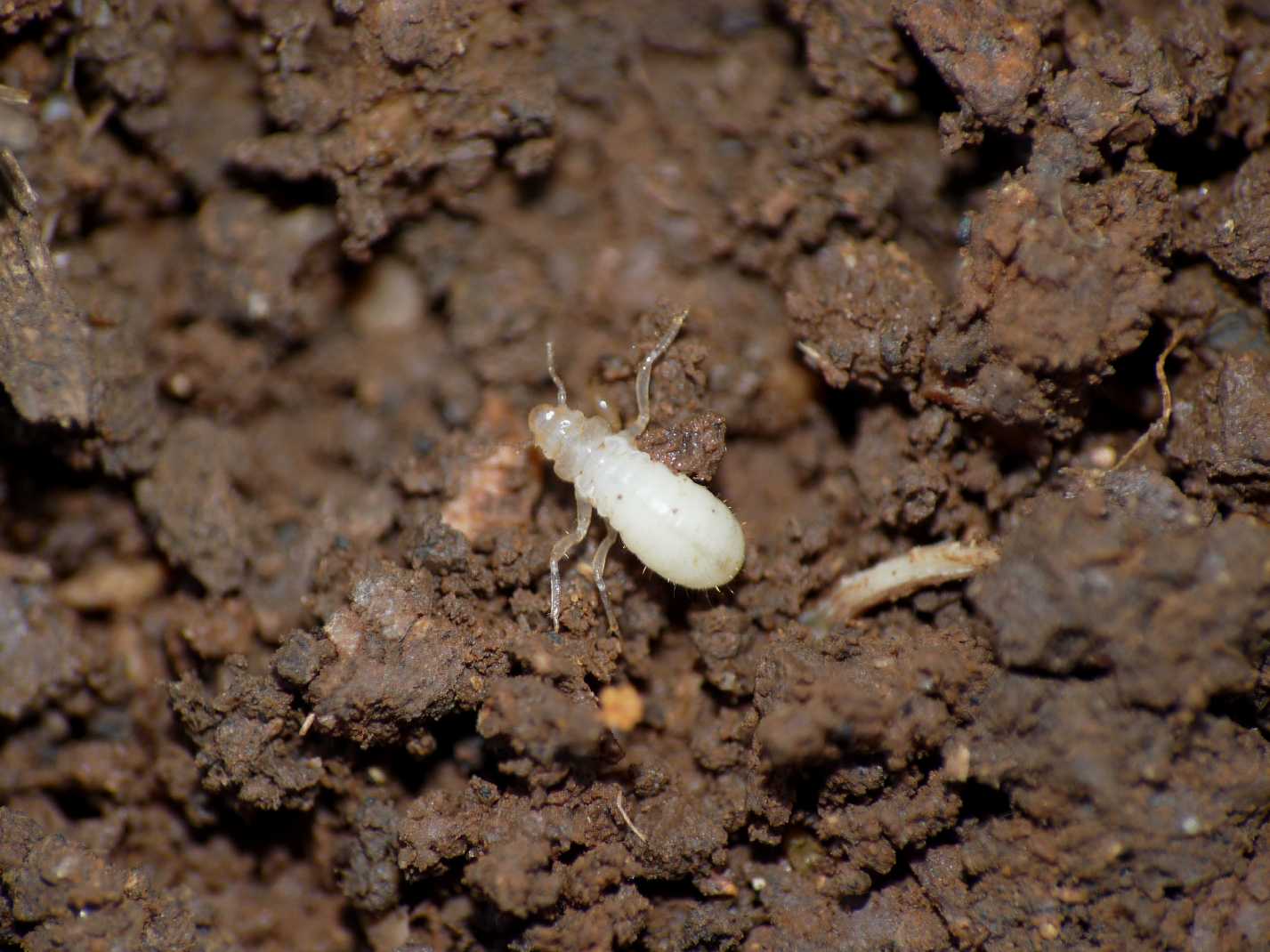 Neanide di Cicadidae